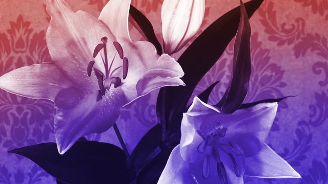 a white illy filmed over 8 days