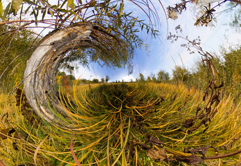 The tree in the tall green grass in the fall. Stereographic pano