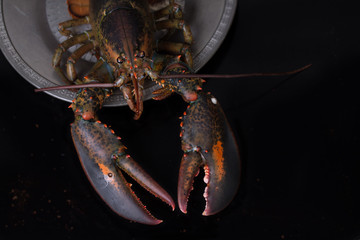 lobster background