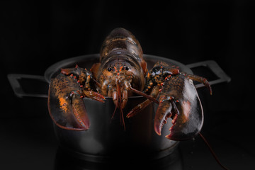 lobster in a pot on a black background