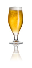 Pils in einer Biertulpe vor weißem Hintergrund
