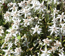 edelweiss flowers on the meadow in the Dolomites