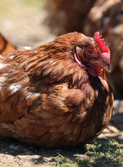 big hen hatching eggs in the henhouse