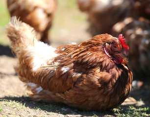 hen with brown plumage and hatching eggs in the henhouse