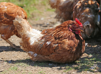 hen with brown plumage and hatching eggs in the henhouse
