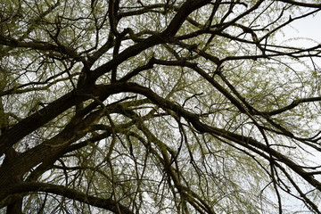 Background of the branches of trees