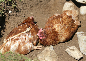 big hen with brown plumage and hatching eggs