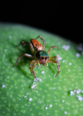 green and red spider on the mango