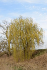 Willow tree on the banks of the river