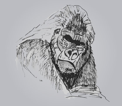 Gorilla design illustration