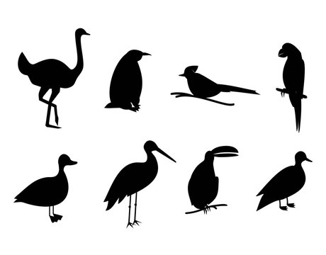 silhouette birds vector set