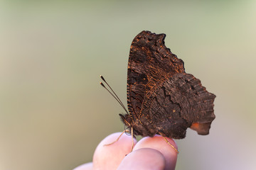 Big brown butterfly on finger tips