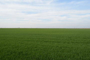 Field of young wheat in the spring