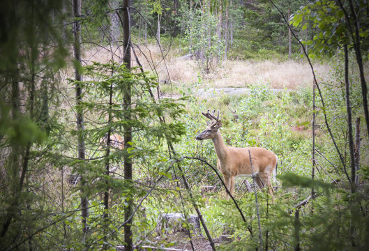 Wild white tailed deer in forest