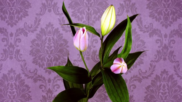 a white illy filmed over 8 days