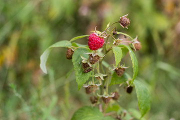 red raspberry in green summer garden