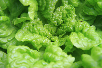 green lettuce background