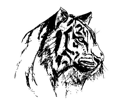 tiger illustration design