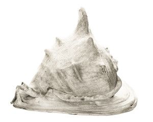 Large gray seashell isolated on white background.