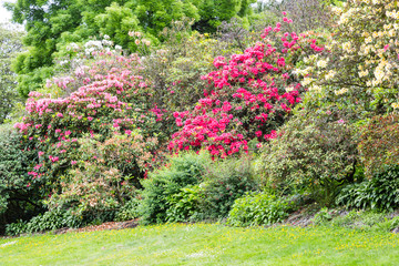 Red and Pink Rhododendrons