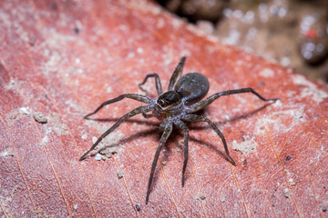 a black jumping spider on dried leaf