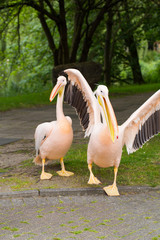 Pelican. Big bird on the beautifyl.