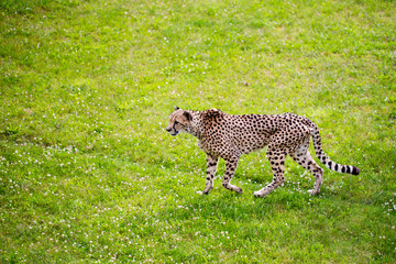 Jaguar walking in the jungle.