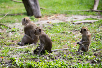 Monkey family at the water.