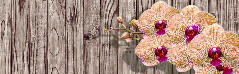 Orchid flower on background of wooden boards - 117973408