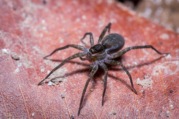 a black jumping spider on dried leaf