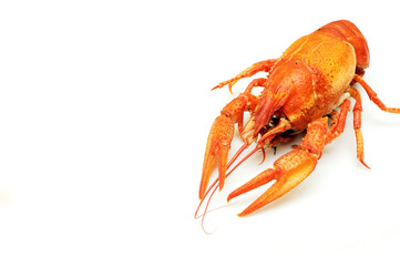 Boiled crayfish on white background isolated
