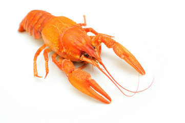 Boiled crayfish on white background isolated