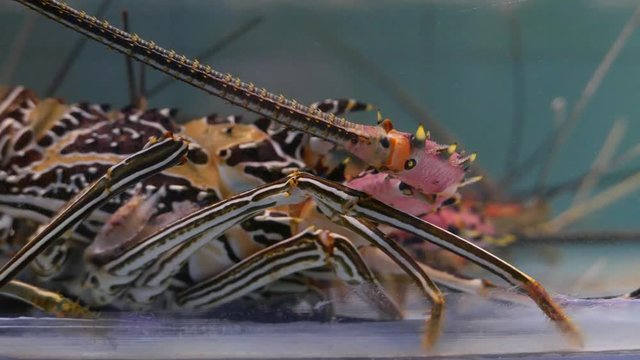 Lobster in a tank . Live lobster is moving in the aquarium tank