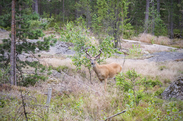 Wild white tailed deer in forest