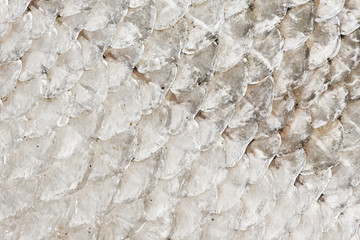 Illustration of fish skin background © RistoH