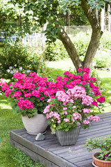 Many blooming pink pelargonia flowers
