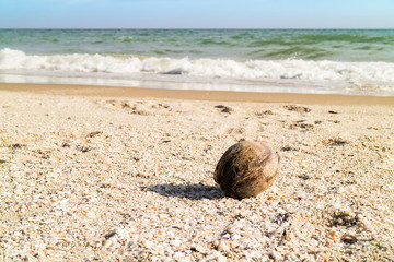 Fototapeta na wymiar Coconut on tropical beach