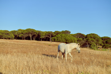 Beautiful white horse in the field, sunny outdoors background