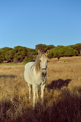 Obraz premium Beautiful white horse in the field, sunny outdoors background