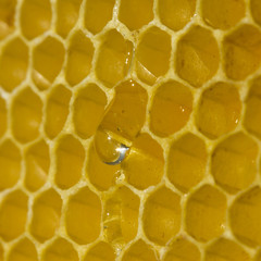 Honey drops movement