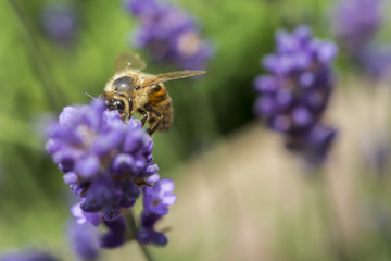 Nahaufnahme einer Biene auf blühendem Lavendel