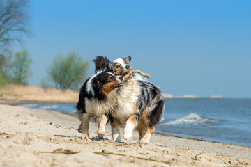 Zwei Australian Shepherds spielen mit einen Stock ausgelassen am Strand