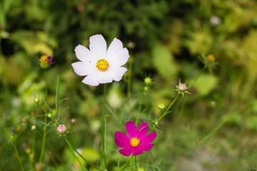 bright colorful flowers in green summer garden