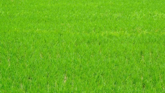 90 Days Rice Sprouts Growing Up In Farm 4K Time Lapse