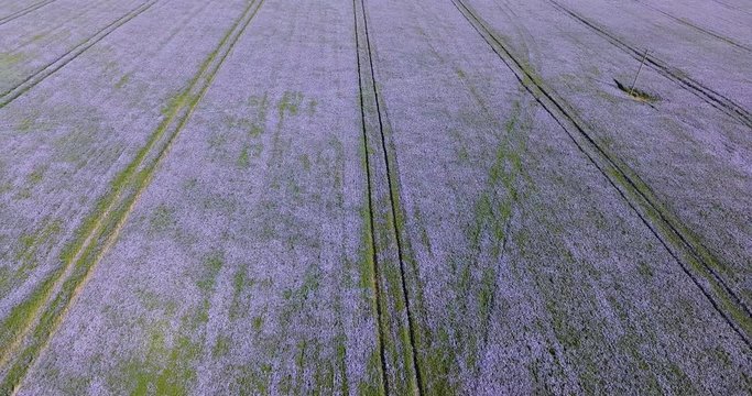 Panning through a wild linseed crop on a summers day blowing in the wind