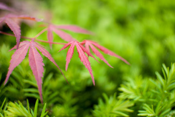 Fall, autumn, leaves, leaf background. Close up tree branch with autumn leaves on a blurred background. Landscape in autumn season