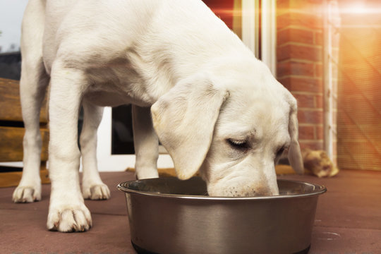 Labrador Hund Welpe frisst einen Knochen mit Fleisch aus einem Napf - Ernährung mit Barf 