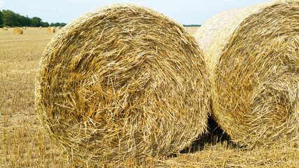 
After harvest straw bales