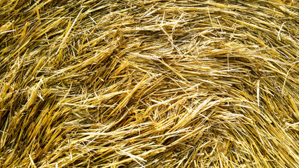 
After harvest straw bales