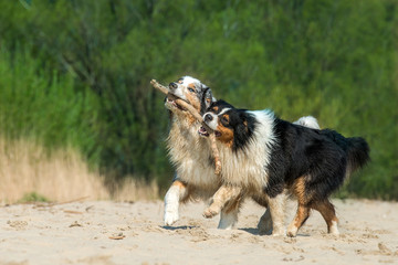 Zwei Australian Shepherds spielen mit einen Stock ausgelassen am Strand
